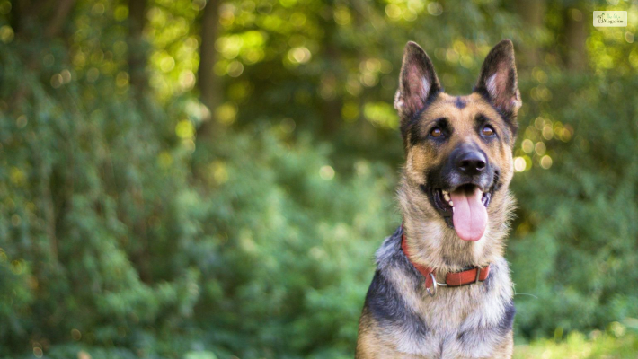 German shepherds are active dog