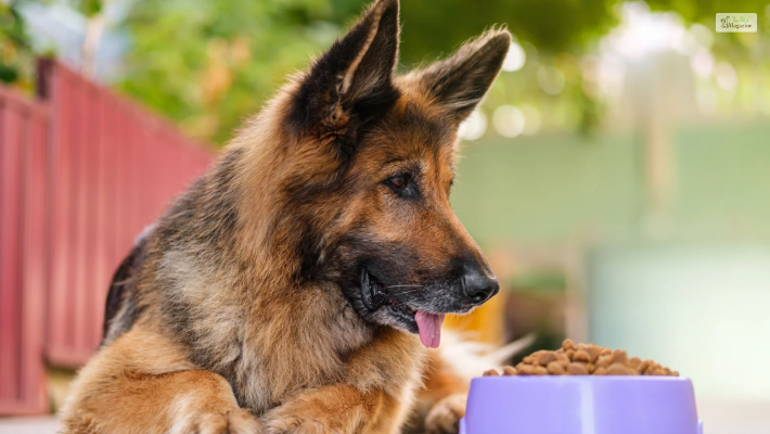 German shepherd food