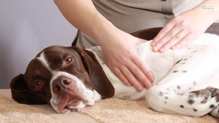 Give Massages to dog