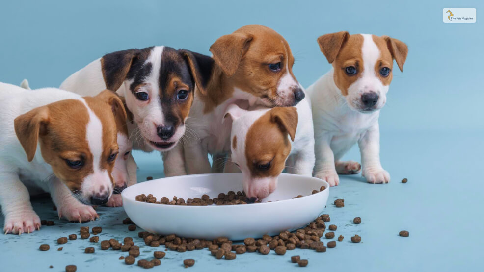 How To Choose the Right Dog Food for Your Small Breed