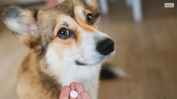 How to Give Trazodone to Your Dog