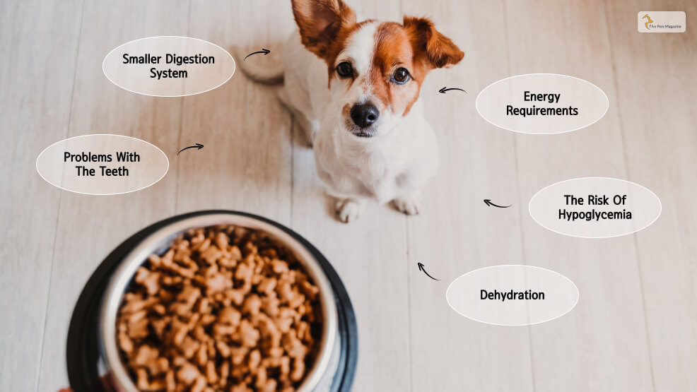 Nutrition Requirements For Small Dogs