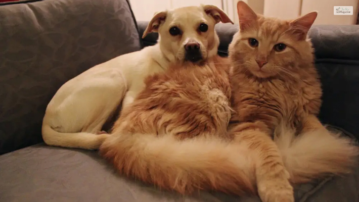 Reports that are there for cat and dog hybrid