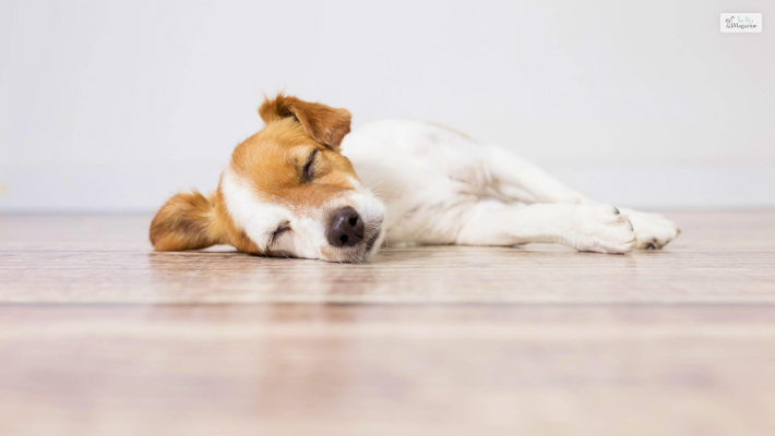 Side Effects of Trazodone for Dogs