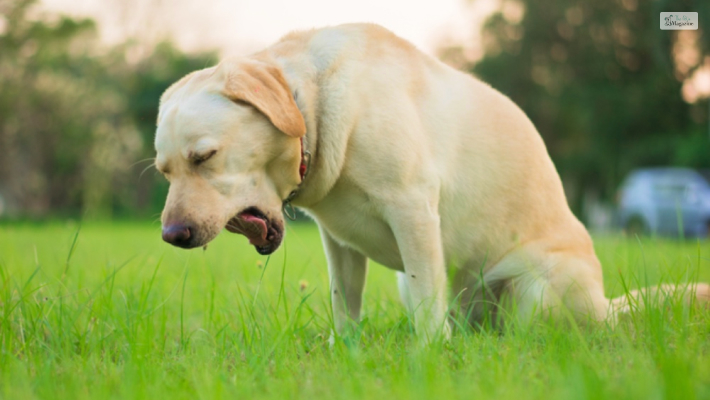 Steps to follow to make your dog throw up