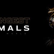 The Top 7 Strongest Animals In The World