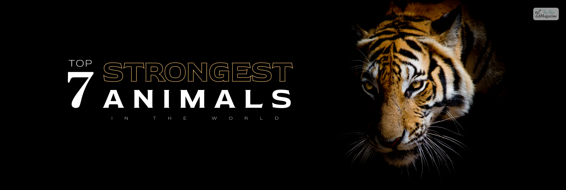 The Top 7 Strongest Animals In The World