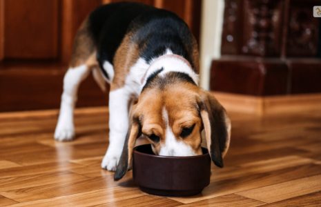 Tips For Picking Dog Food