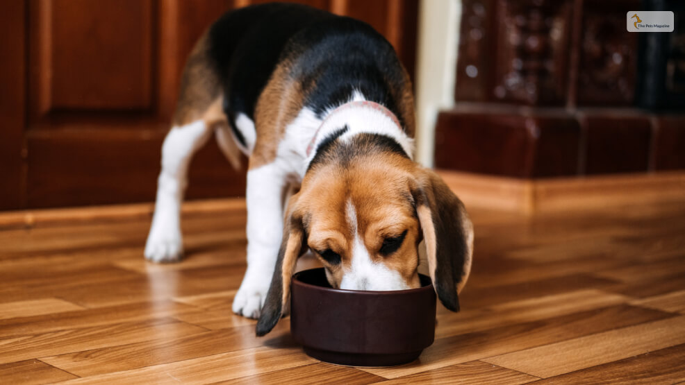 Tips For Picking Dog Food