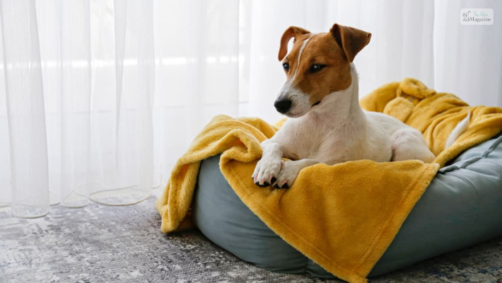 Use dog-specific heating pads