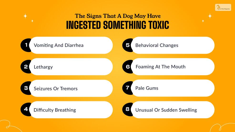 What are the signs that a dog may have ingested something toxic and require immediate attention