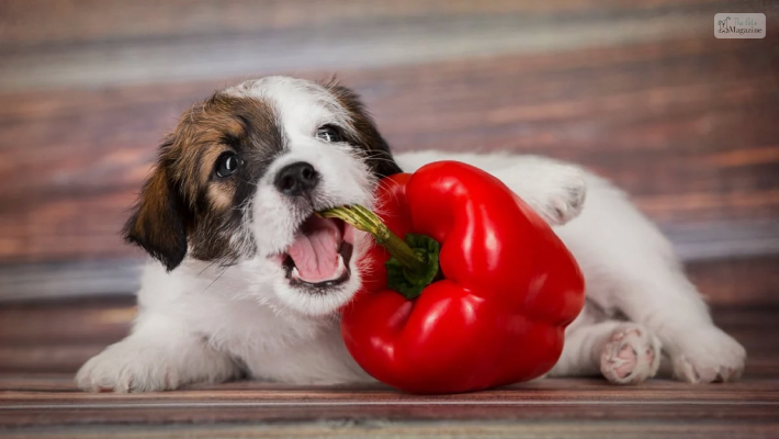 What kind of peppers can be given to dog