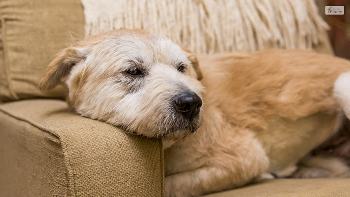 When should dogs be not given Aspirin 
