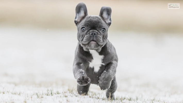 easy to train a fluffy frenchie