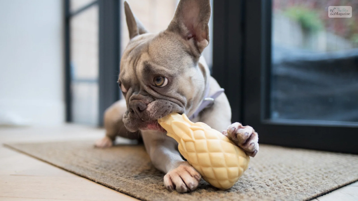 fluffy frenchie Keeps you entertained