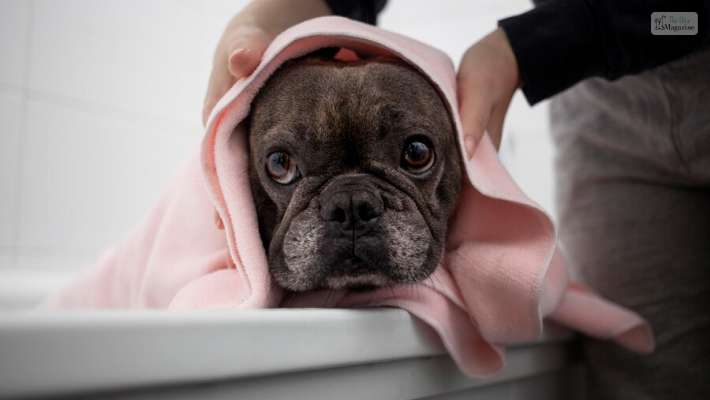 grooming fluffy frenchie bulldog