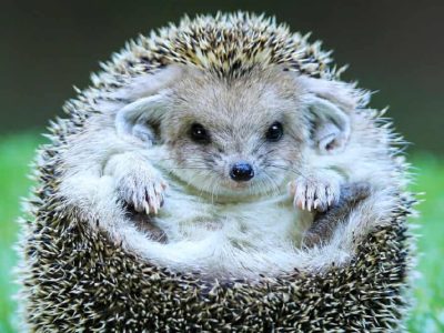 how much are hedgehogs