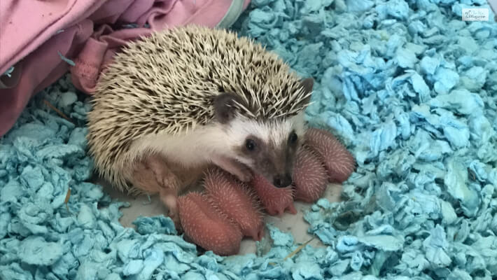 taking care of a Hedgehog