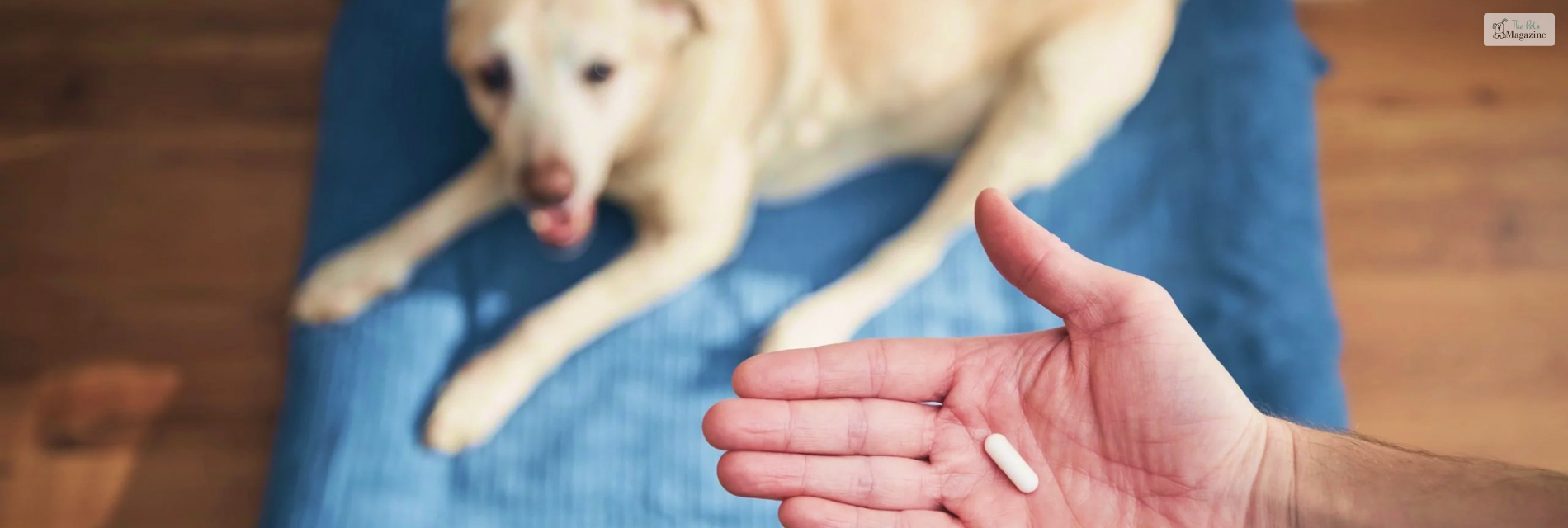 trazodone for dogs