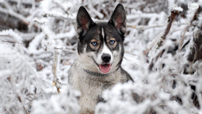 Agouti Husky Cost