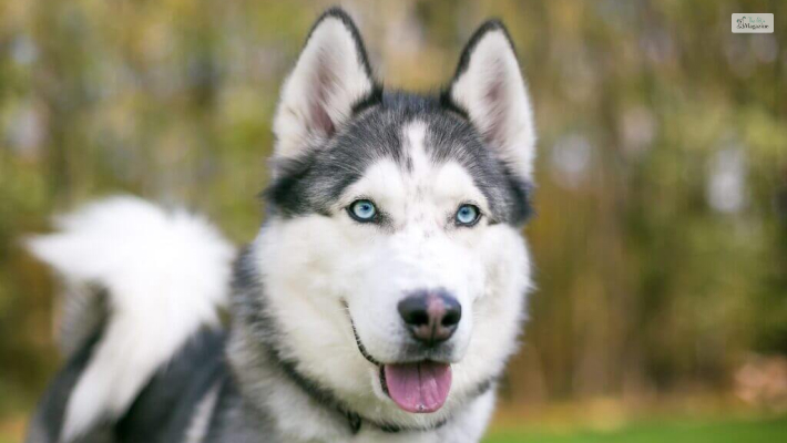 Agouti Husky The reason behind the name  