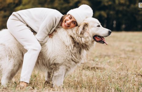 Big White Fluffy Dog Breeds