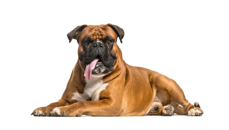 Top 5 Dog Breeds For Home And Family Protection