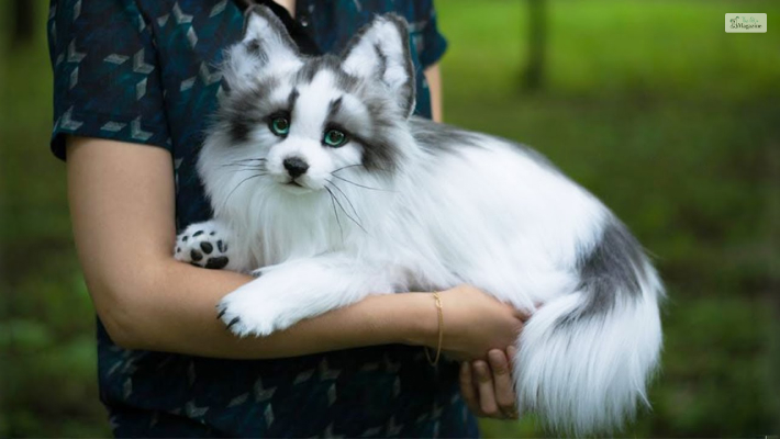 Canadian Marble Fox Origin and History  