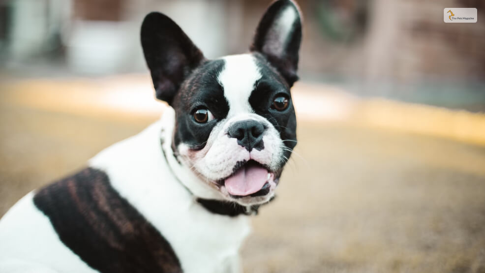 Colors That The French Pied Bulldog Comes In