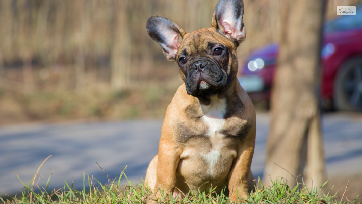 Colors That The French Pied Bulldog