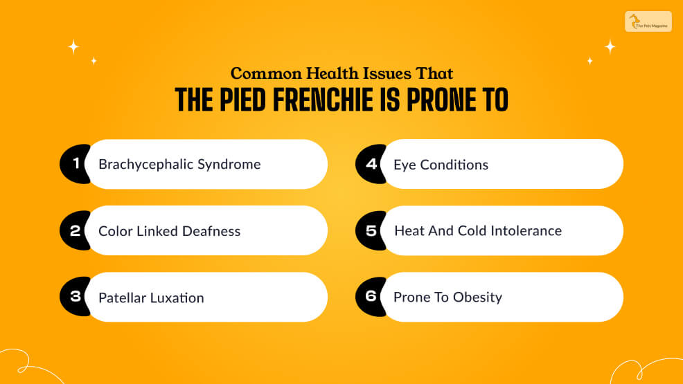 Common Health Issues that the Pied Frenchie is prone to