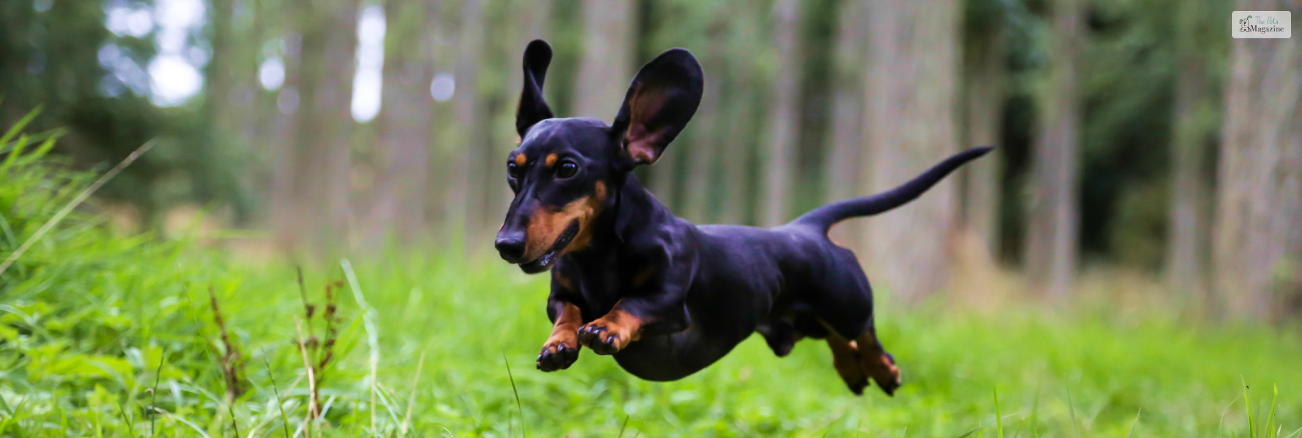 Cute and Courageous All About Miniature Dachshunds