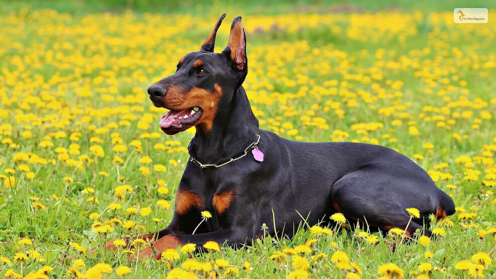 Doberman Pinscher dog