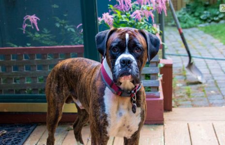 Dog Breeds For Home And Family Protection