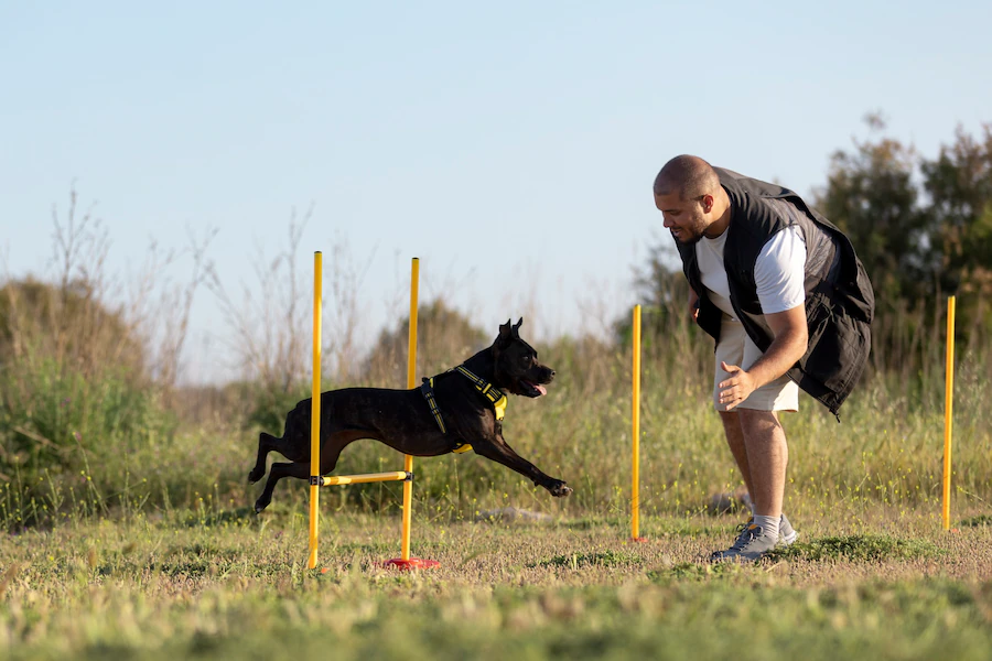 Dog Training Courses