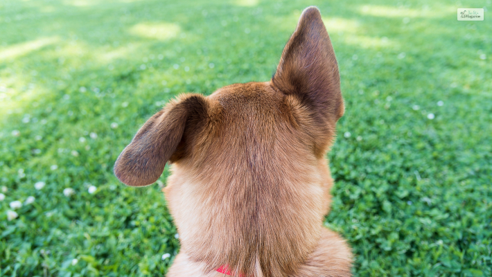 Ears in a neutral position