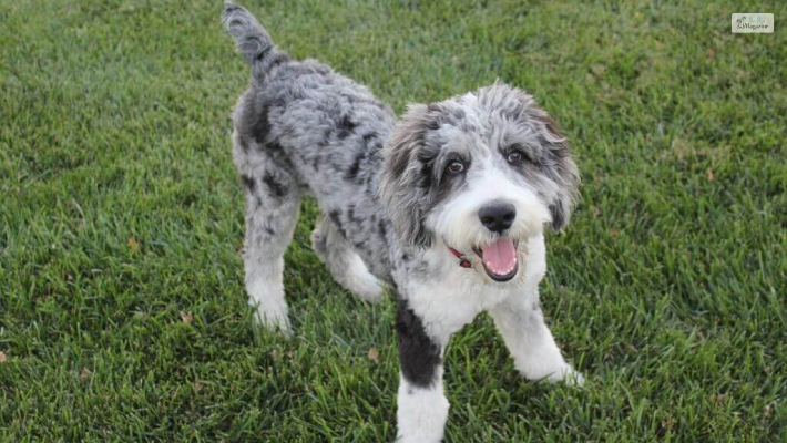 Full Grown Toy Aussiedoodle