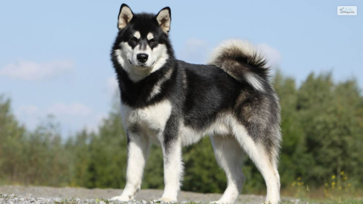 Fun Facts About The Alaskan Malamute