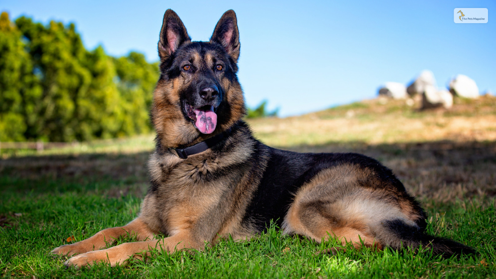 German Shepherd dog