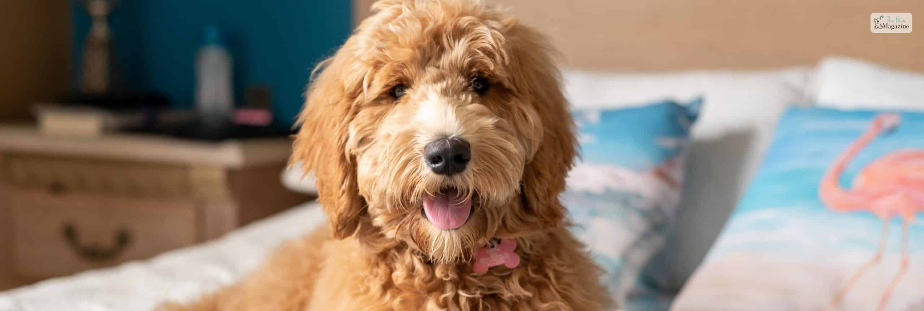 Golden Doodle Grooming