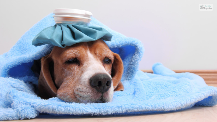 How long is kennel cough contagious