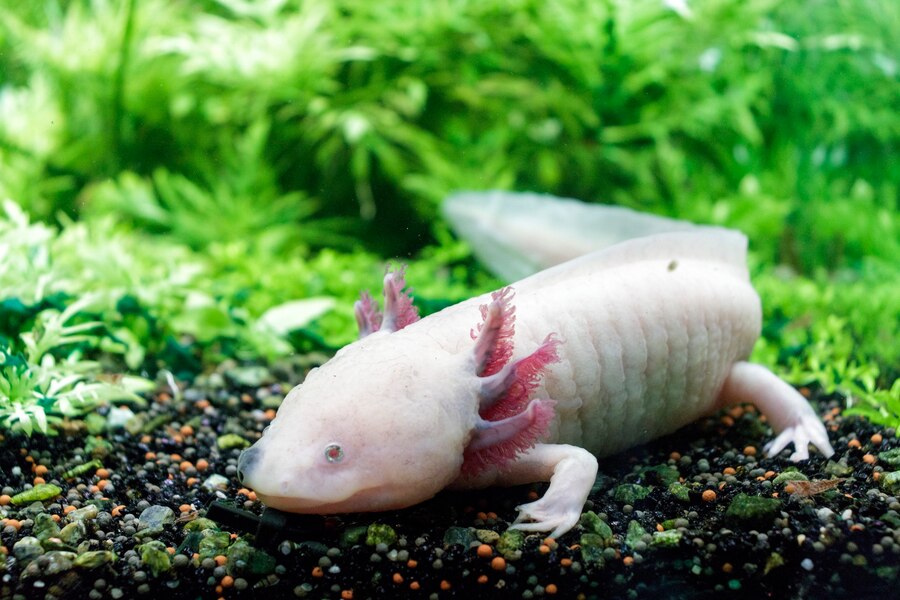 Keeping Axolotl As A Pet