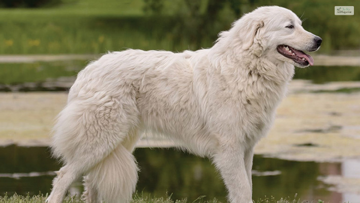 Maremma Sheepdog