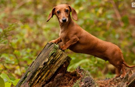 Miniature Dachshunds