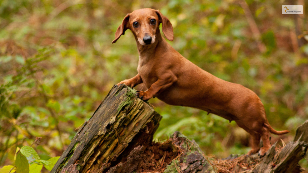 Miniature Dachshunds