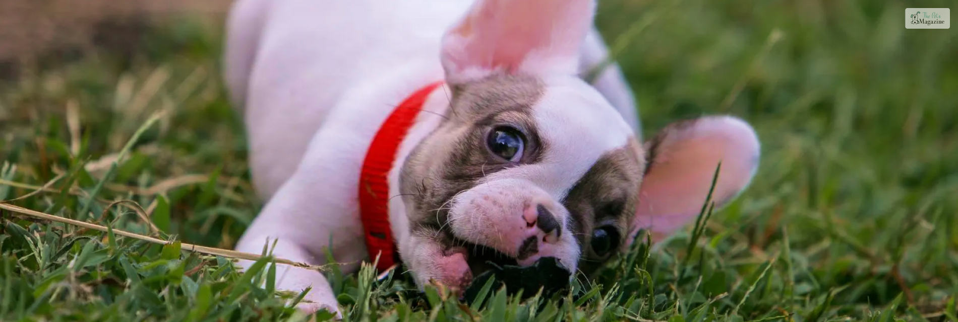 Piebald French Bulldog : Things You Need to Know Before Getting a ...