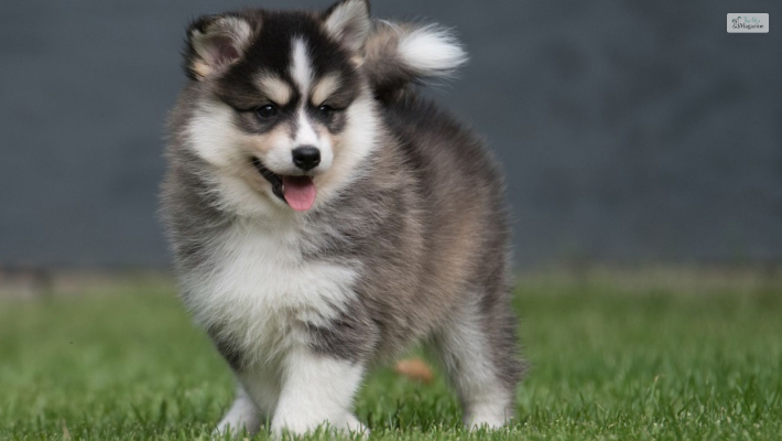 Pomsky Temperament and character