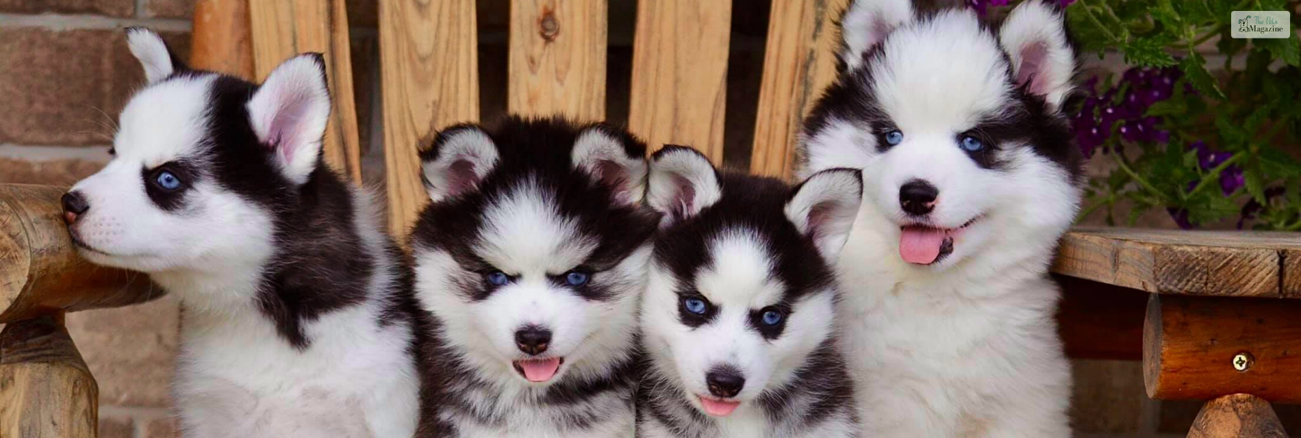 Pomsky