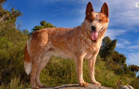 Red Heeler Behavior