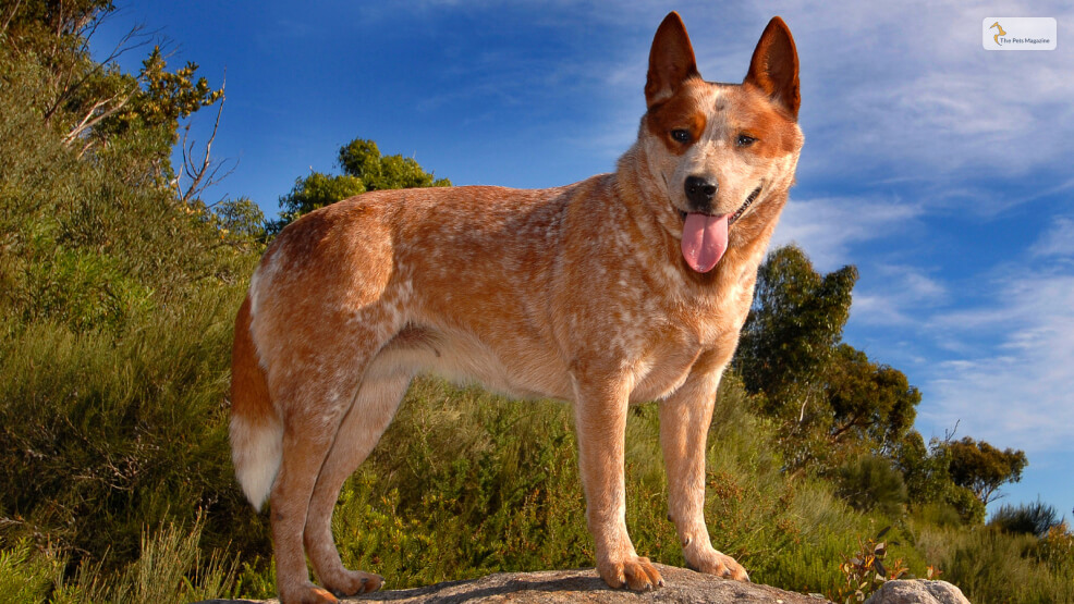 Red Heeler Behavior